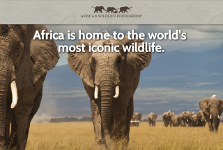 AWF Infographic image