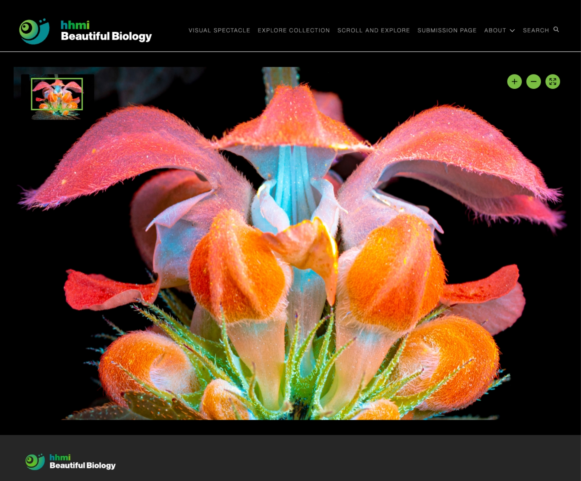 HHMI: Beautiful Biology 